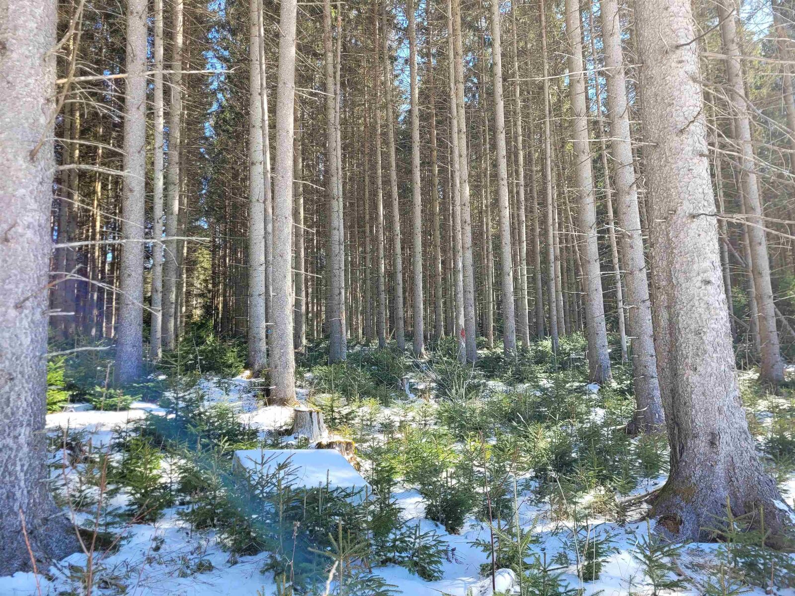 Property Photo: 210 Cow Hill Road VT 05873