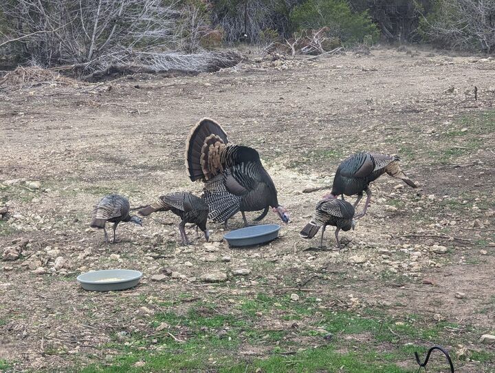 Property Photo: 180 Robison Road TX 78605