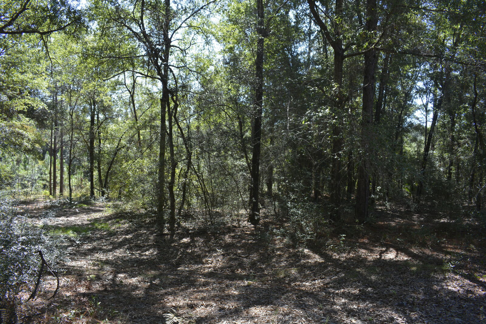 Property Photo:  Xxx Aplin (32 Ac.) Road  FL 32539 