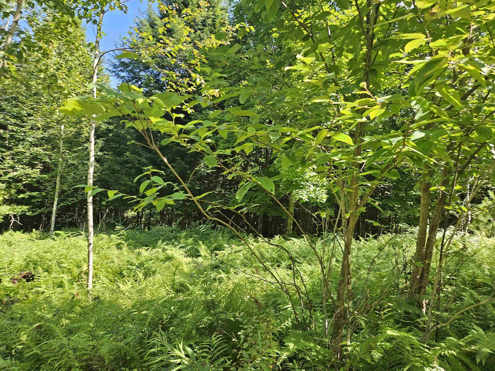 Property Photo:  Lot 3.3 Off Parker Road  NH 03585 