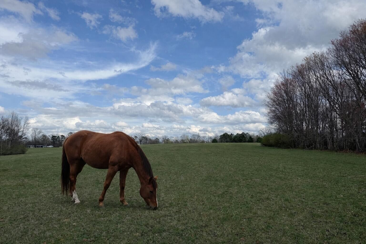 Property Photo:  0 Alabama Highway  AL 35966 