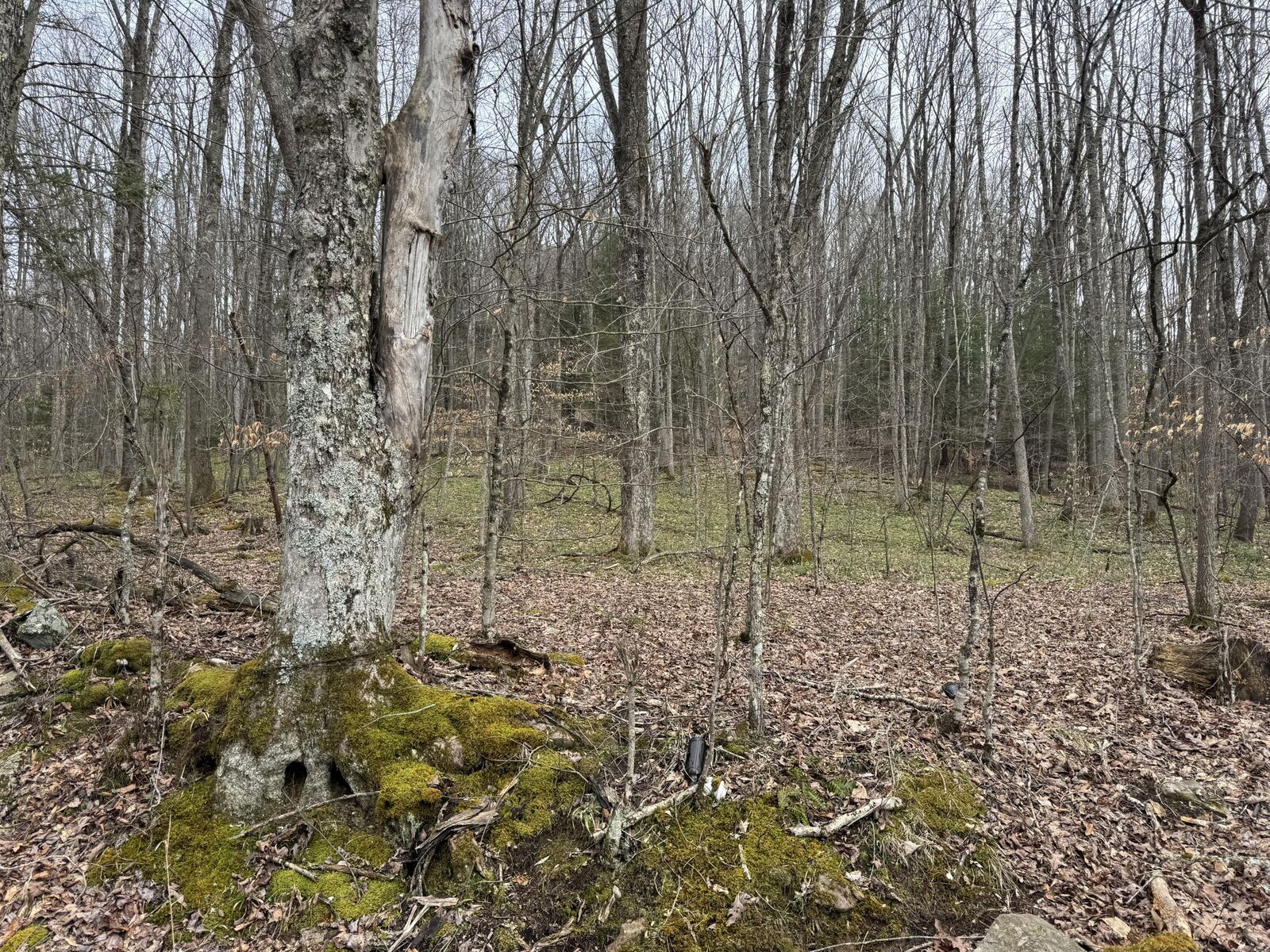 Property Photo:  Sugar Camp Rd  WV 26205 