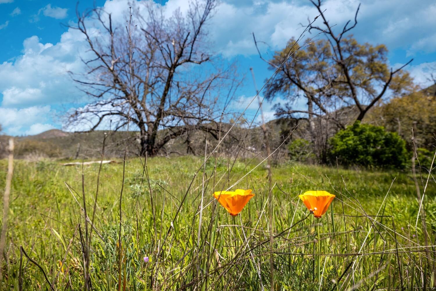 Property Photo:  540 Music Gulch Road  CA 95245 