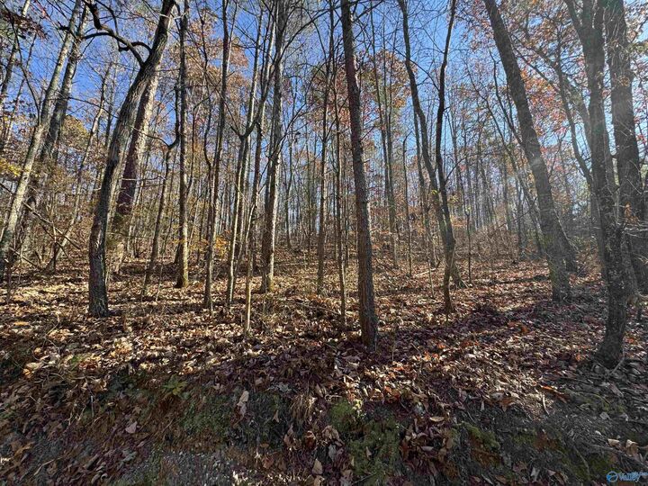 Property Photo: 28 Acres County Road 917 AL 35961