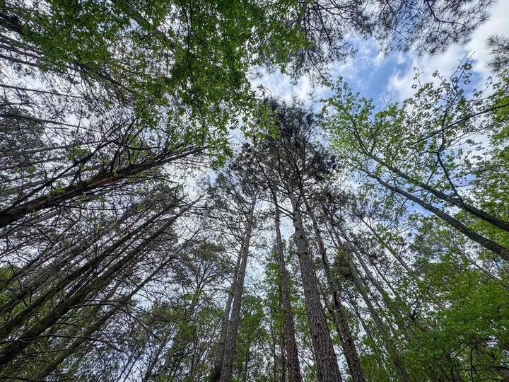 Property Photo:  0002 Cr 1628 Tract 2  TX 75563 