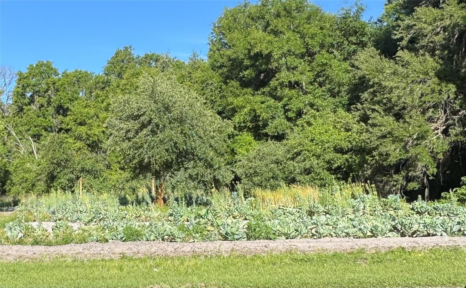 Property Photo: 00 County Road 213 FL 34785