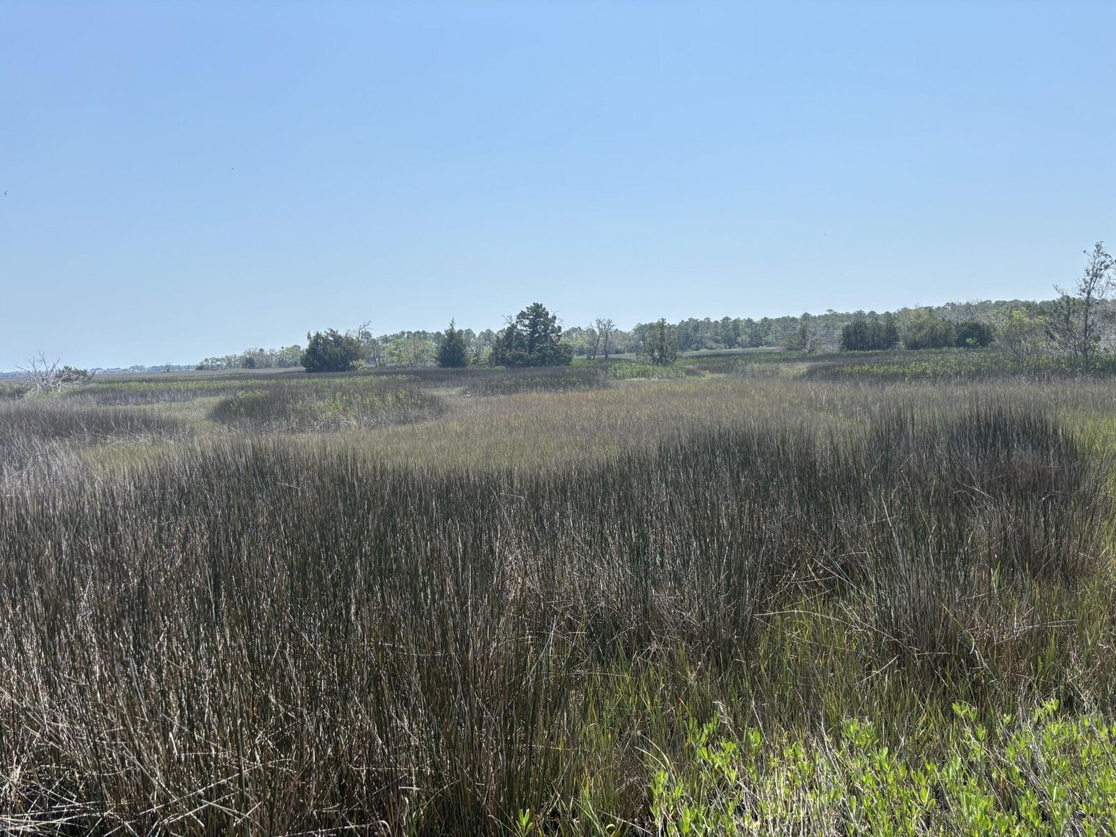 Property Photo:  2035 Sol Legare Road  SC 29412 
