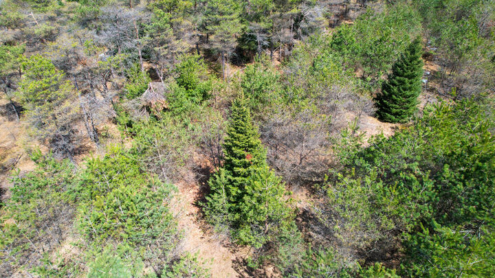 Property Photo: 2.83 Ac N Black River Road MI 49721