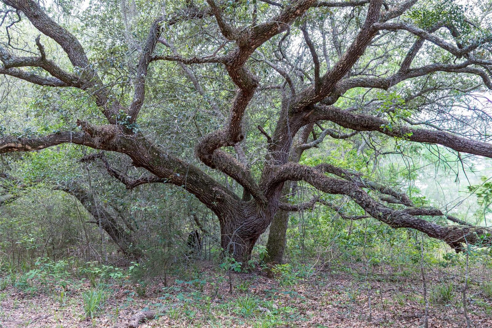 Property Photo:  Tbd Fm 1094  TX 78950 