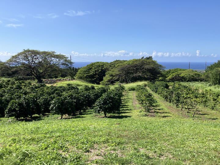 Property Photo:  96-2951 Paauau St  HI 96777 