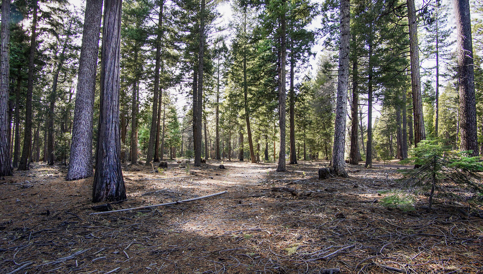 Property Photo:  Lot 4 Ritts Mill Road  CA 96088 