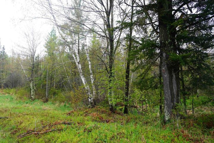Property Photo:  20 Acres S County Road X  WI 54435 