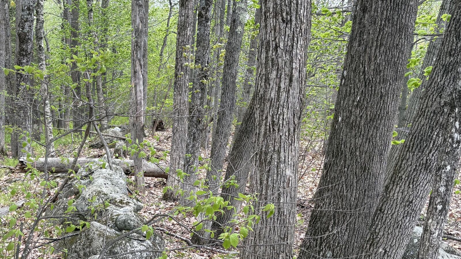 Property Photo: Lot #042 Tower Road M 005 L 042 ME 04360