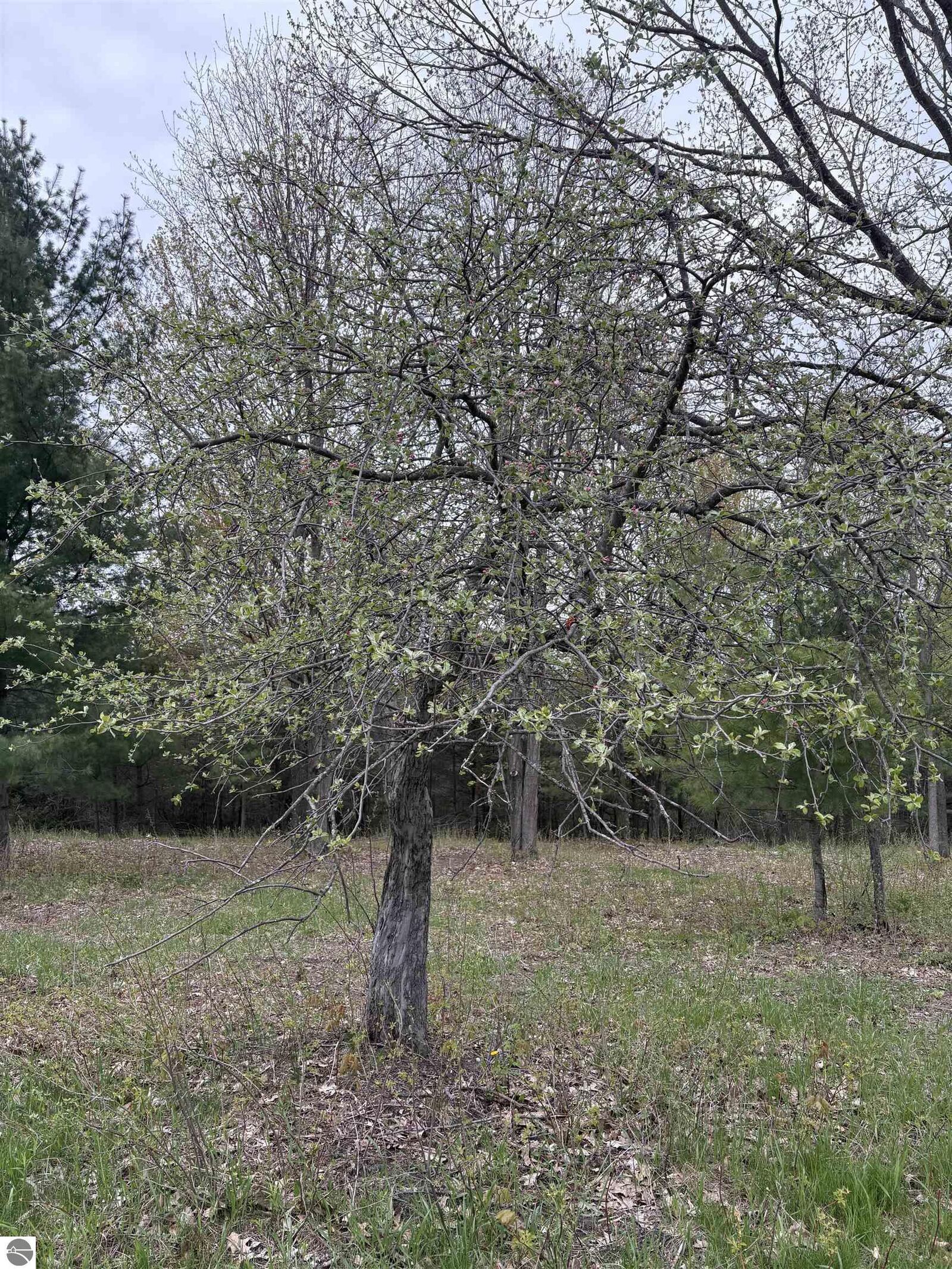 Property Photo:  0 Shanty Creek Road  MI 49615 