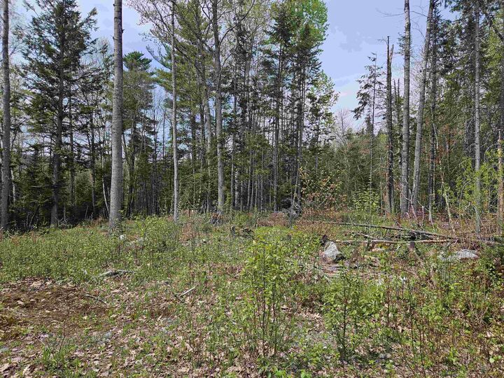 Property Photo:  Lot 10.1 Wallace Hill Road  NH 03580 