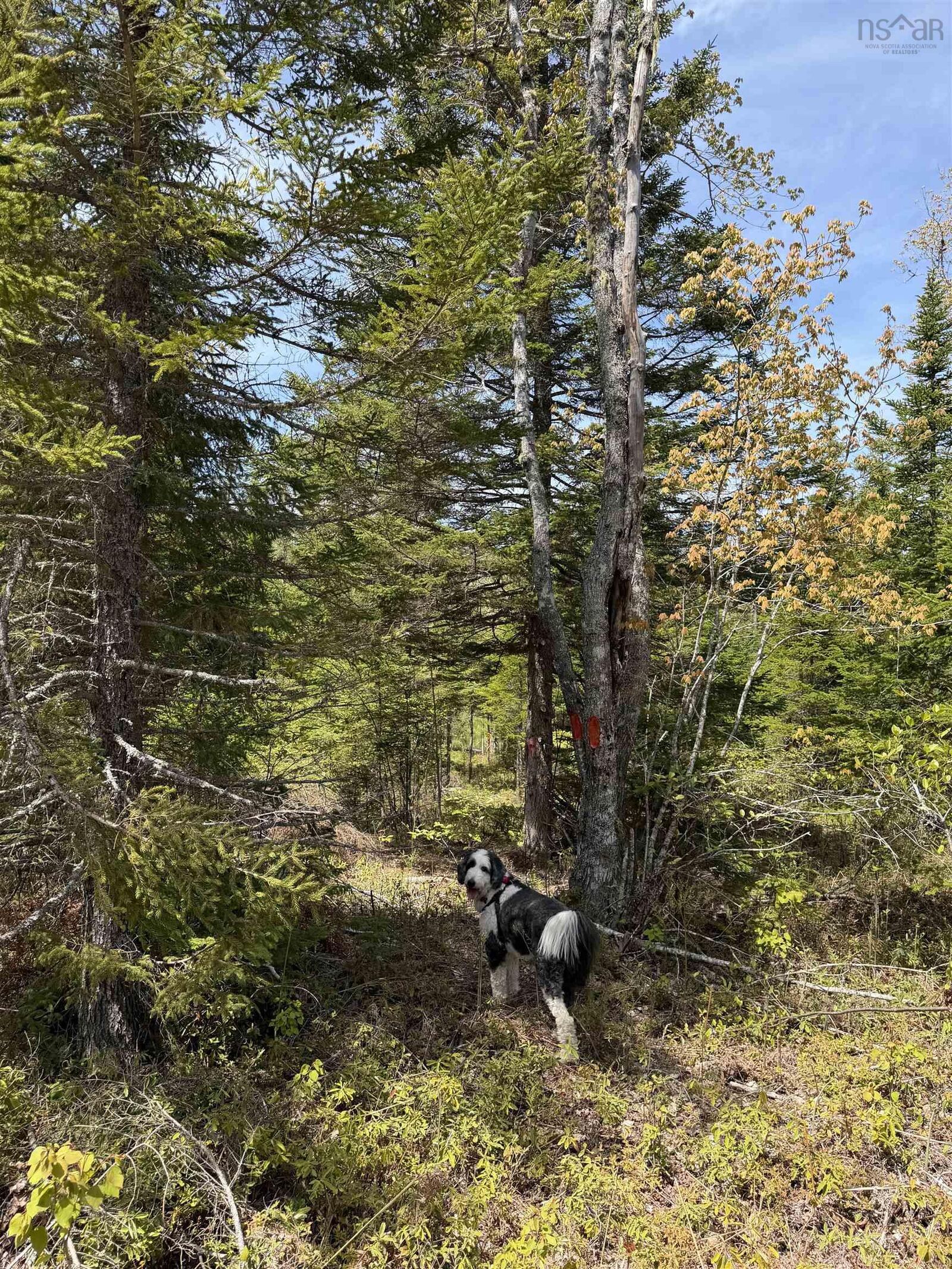 Property Photo:  Lot Cl2 Palmer Road  NS B0M 1Z0 
