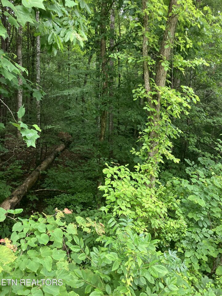 Property Photo: Tract 4 3 Point Rd TN 37885