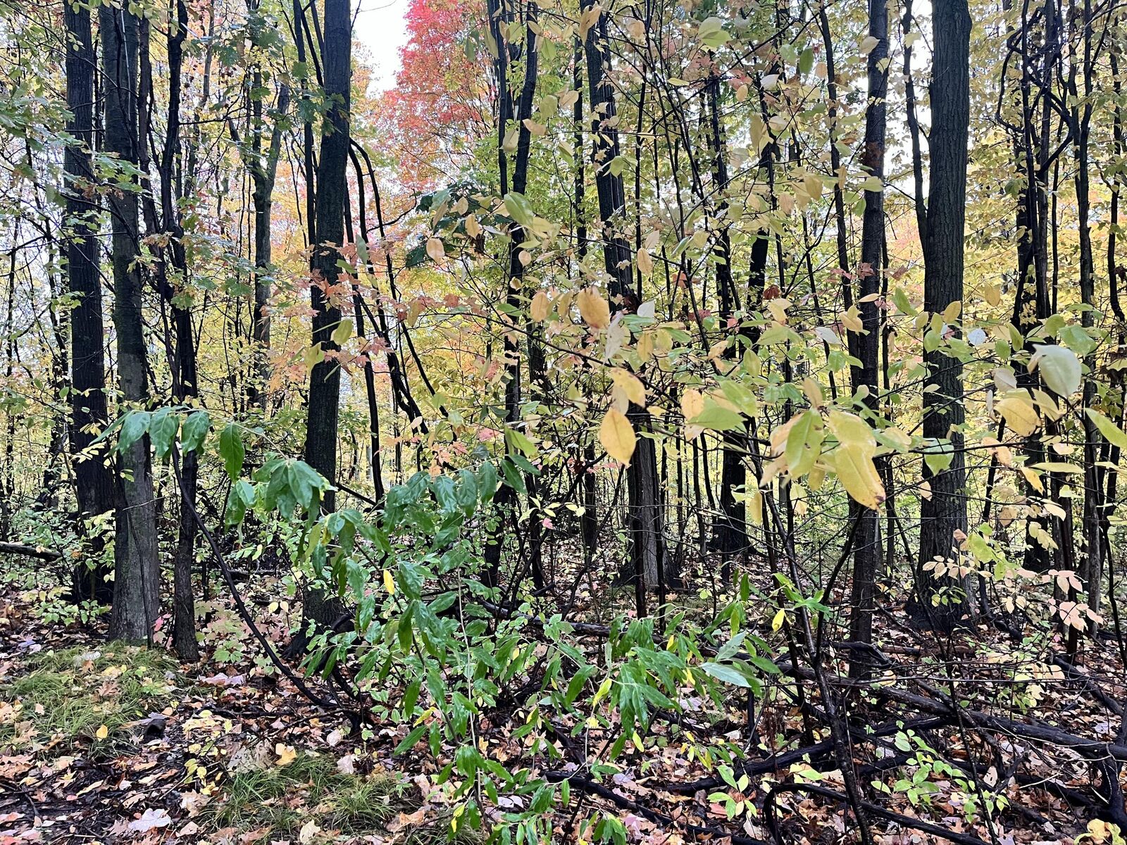 Property Photo:  6477 E 128th Street  MI 49343 
