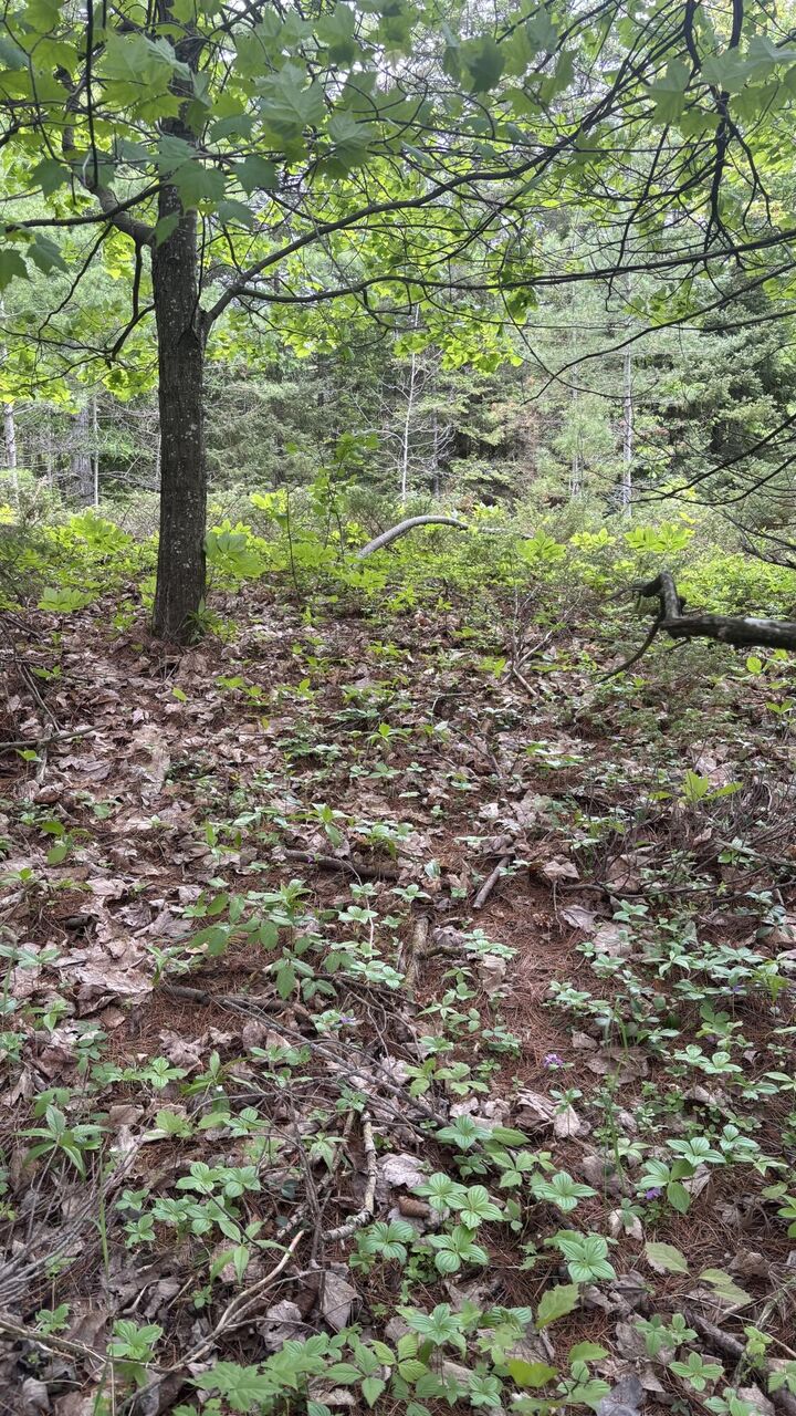 Property Photo: Tbd E M-134 MI 49725
