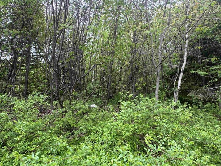 Property Photo:  15 Kennel Lane  NS B1N 3J2 