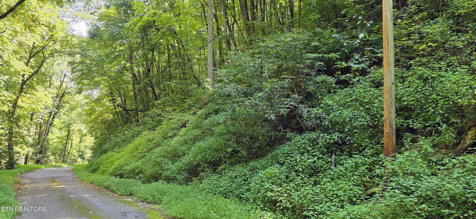 Property Photo:  Lot 28 Black Walnut Flats Rd  TN 37862 