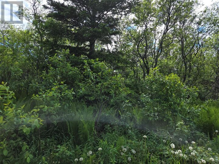 Property Photo:  0 Crabbs River Road  NL A0N 1Z0 