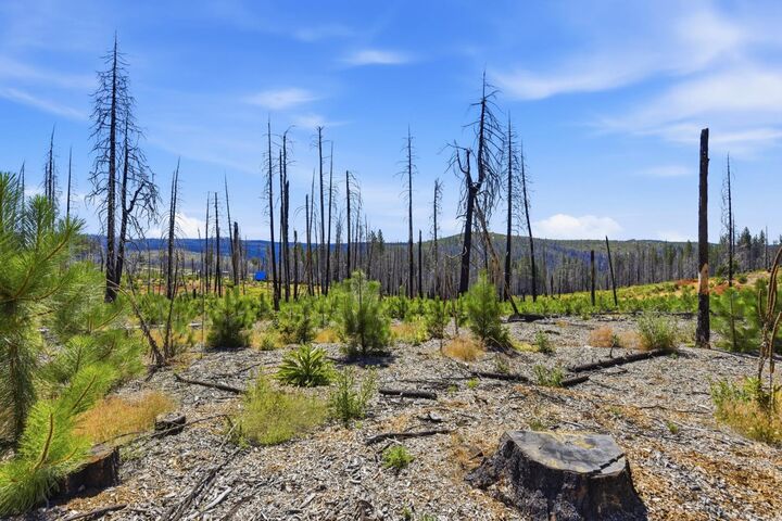 Property Photo:  112 Grizzly Flat Road  CA 95636 