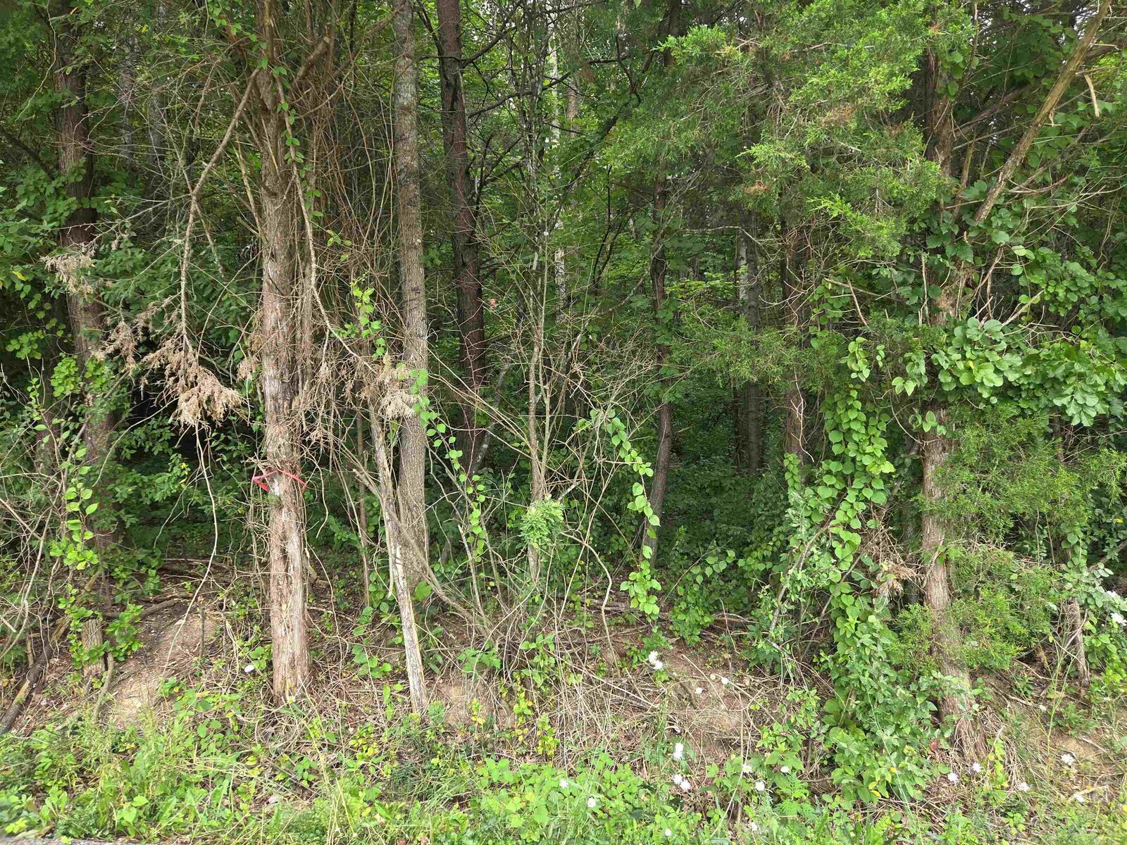 Property Photo:  D Street  KY 41230 