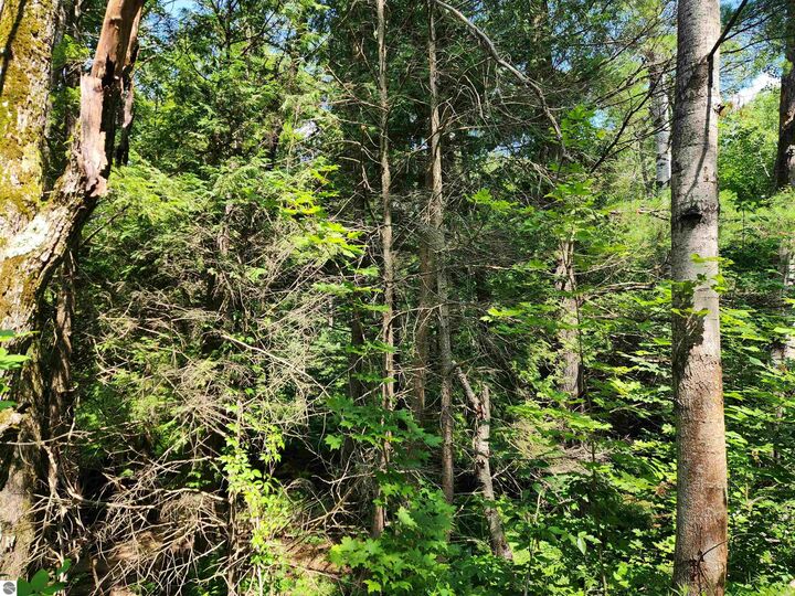 Property Photo: 500 East Trail MI 49646