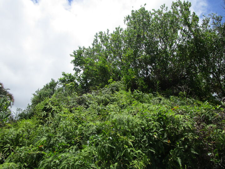 Property Photo: 34 Malama Pl HI 96720