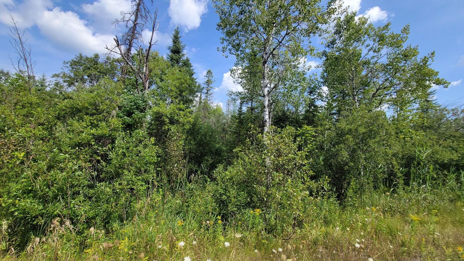 Property Photo: 15225 Lakeview Drive MI 49799