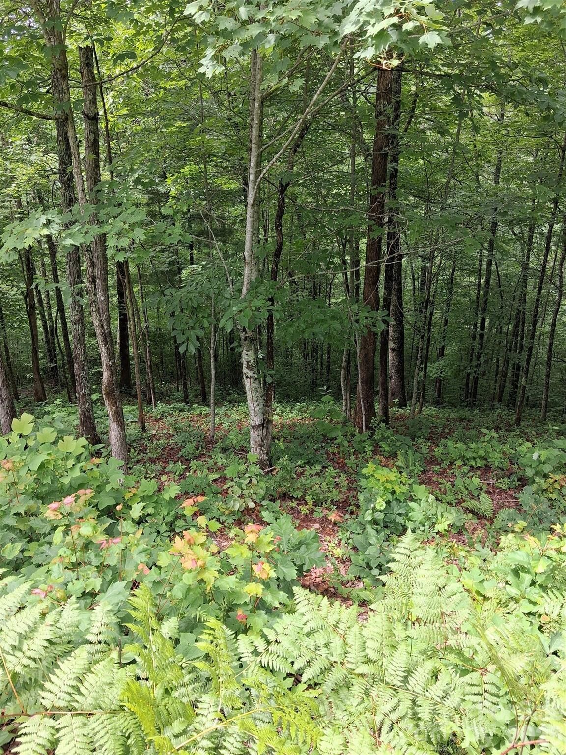 Property Photo: Tbd Preservation Trail 47 NC 28779