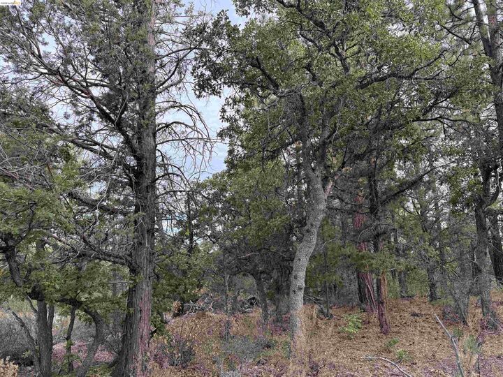 Property Photo: 00000 Little Vallley CA 96056