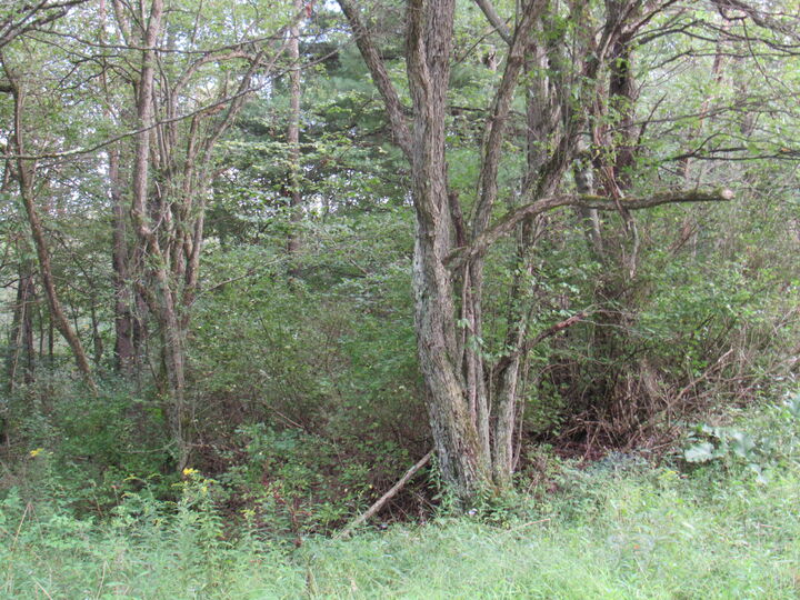 Property Photo:  Granville Rd  PA 15824 