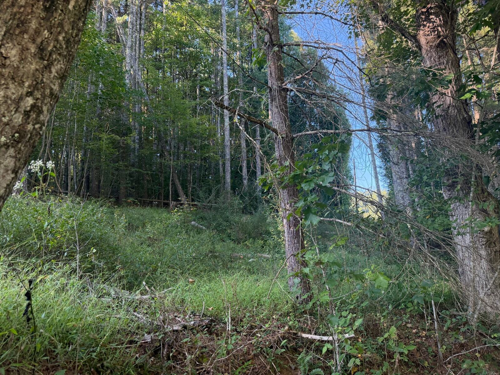 Property Photo: 4132 Cornstalk Rd WV 24931