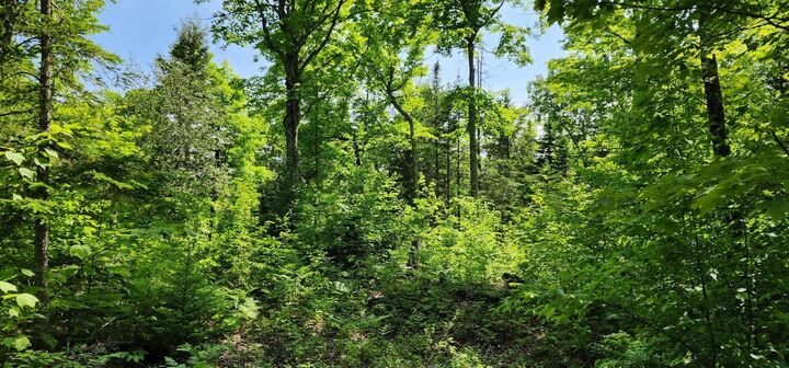 Property Photo: 320 Trophy Ln MI 49745