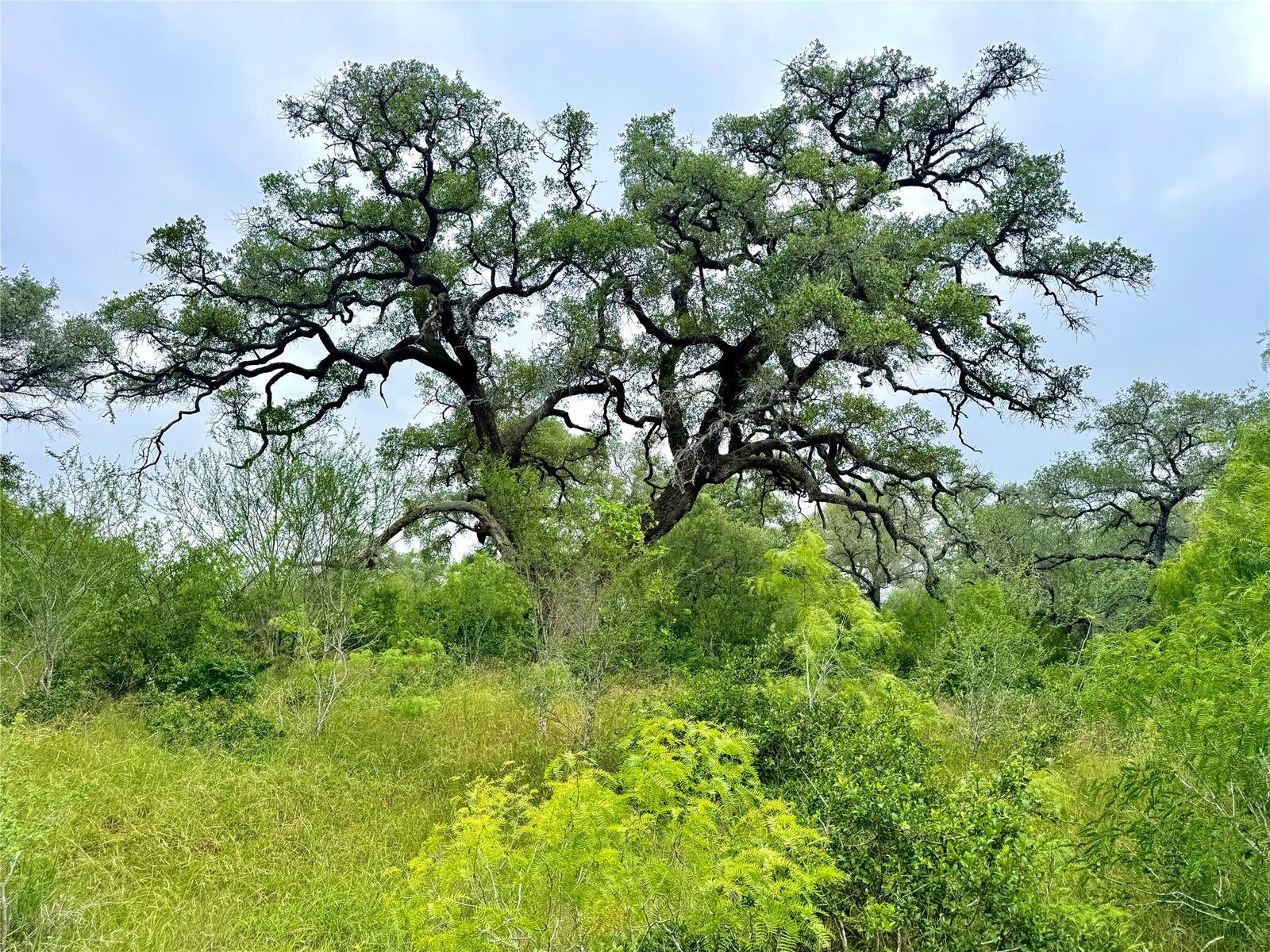 Property Photo: Tbd Tract Q Fm 108 TX 78159