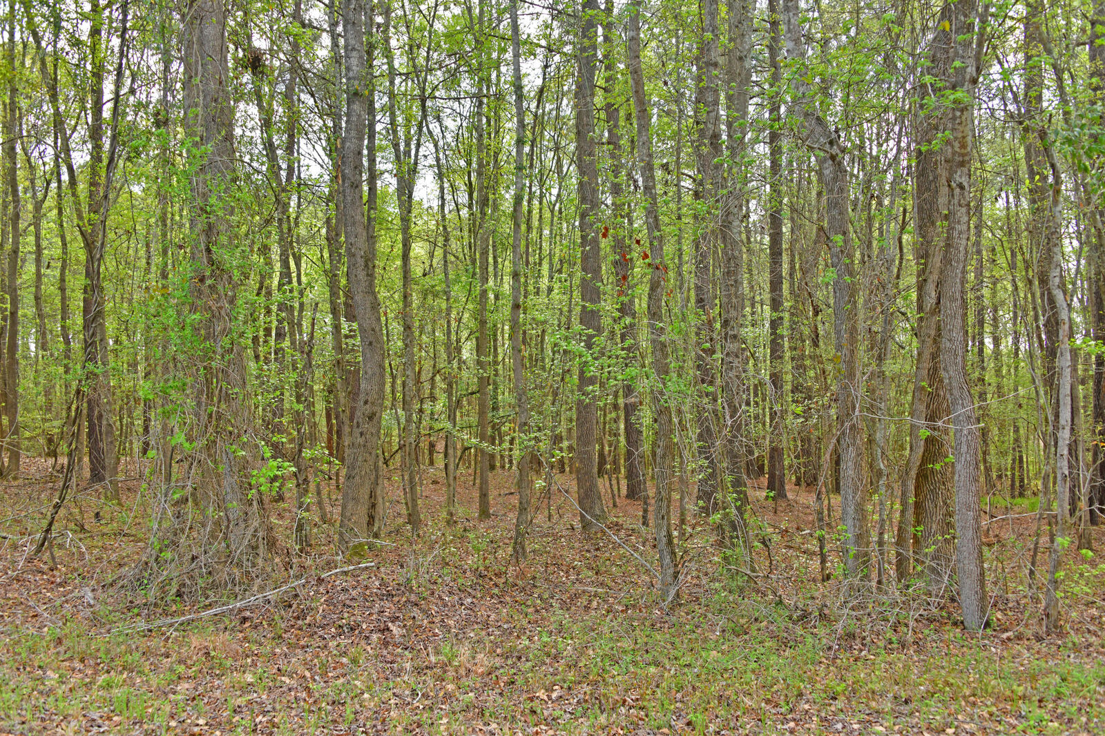 Property Photo:  0 Ridgelake(Lot 35) Circle  SC 29135 