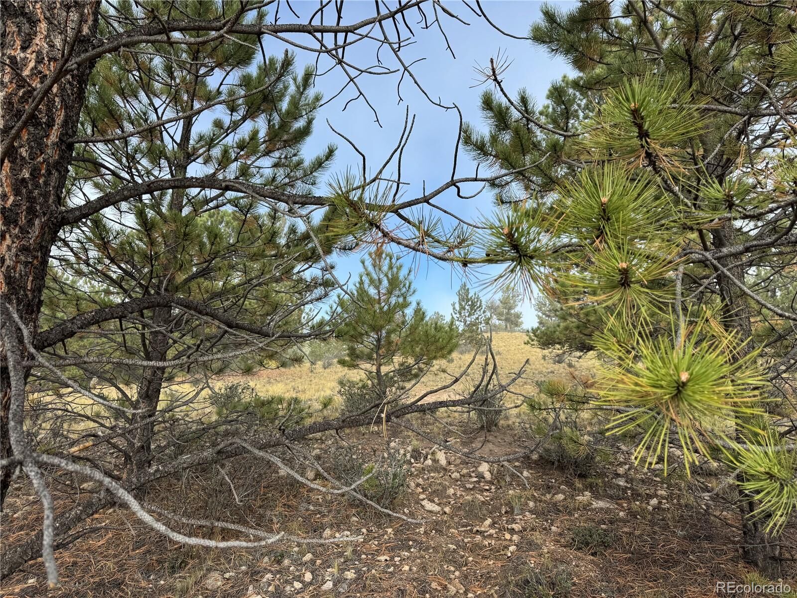 Property Photo: 155 Whip Way CO 80449