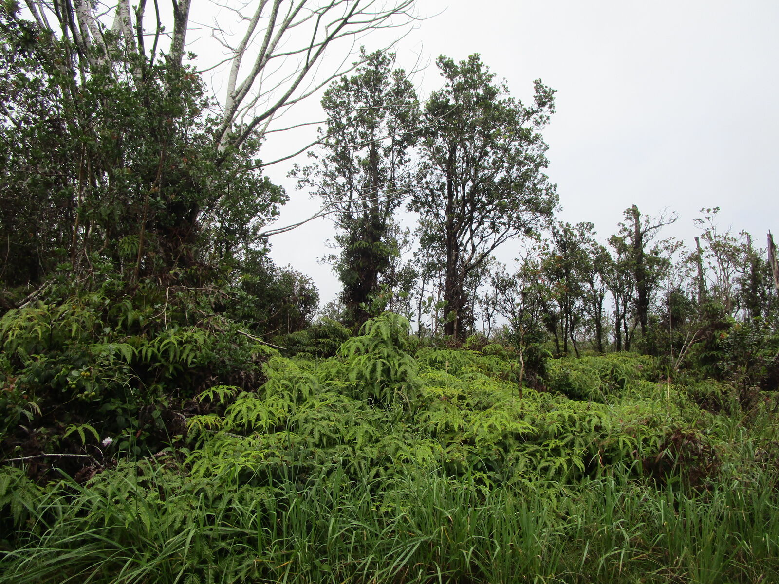 Property Photo:  Apuakehau Rd  HI 96785 