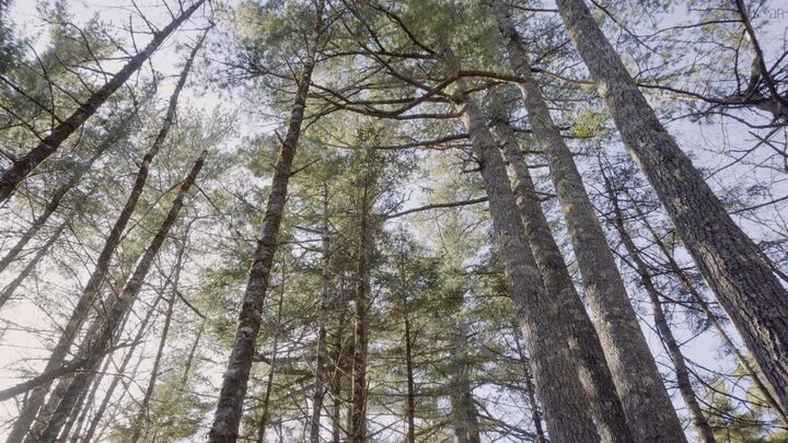 Property Photo:  Lot 11 Maple Drive Drive  NS B0T 1W0 