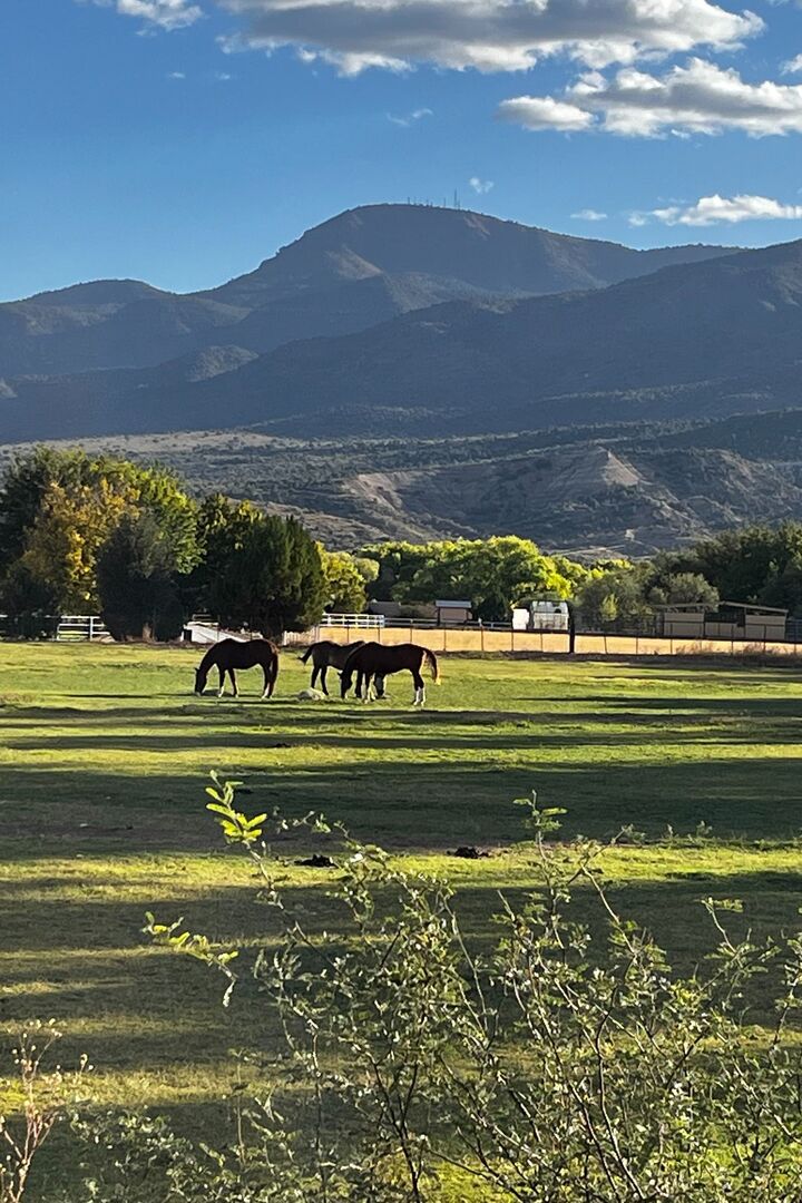 Tamara Mayorga, Real Estate Salesperson in Cottonwood, Northland