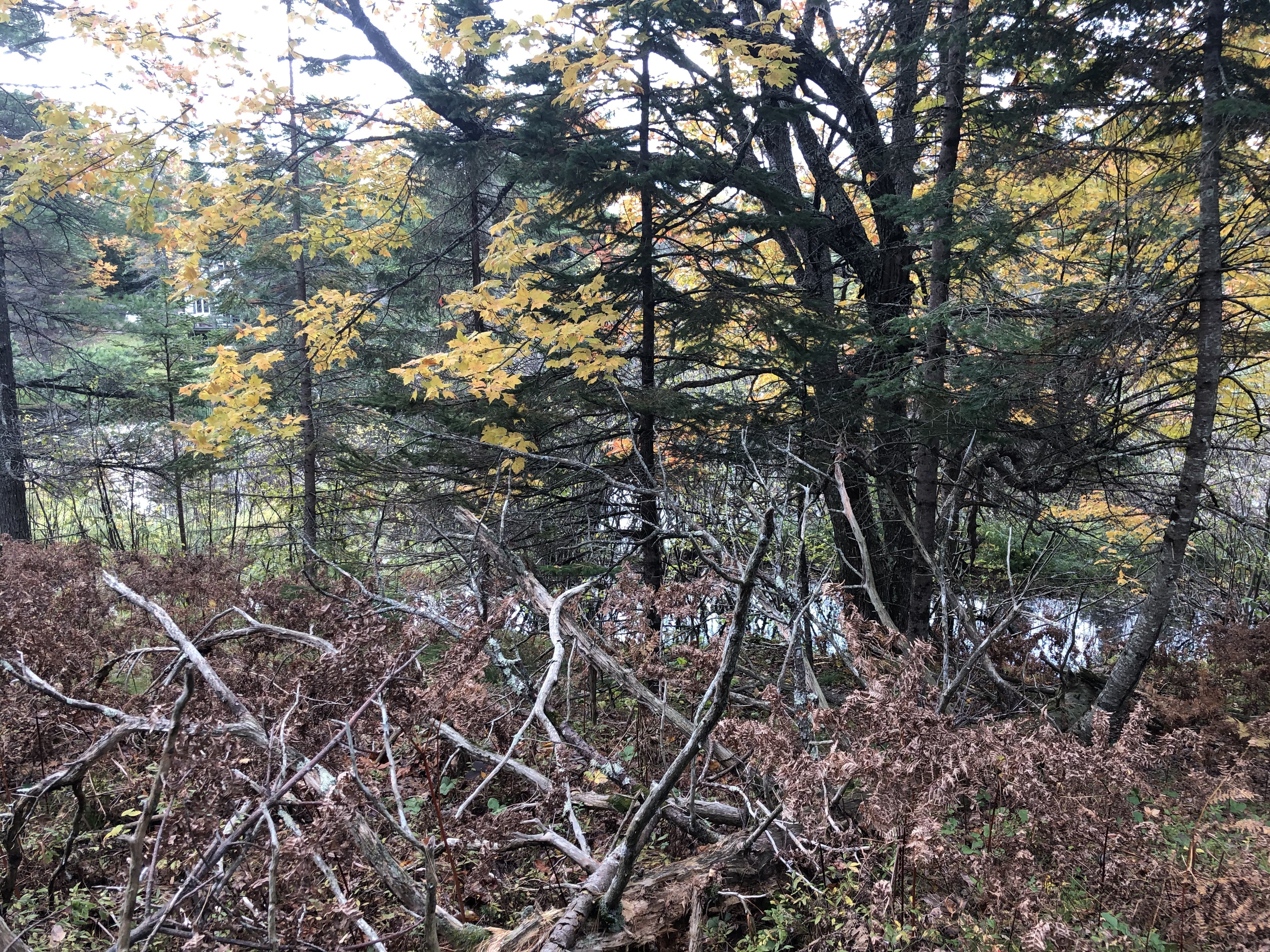 Property Photo:  000 East River Rd  MI 49762 